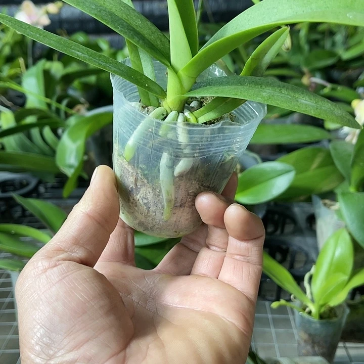 当前无花栽培后可以开花白猫