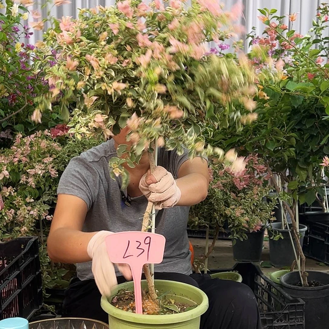 六***旧大部分花苞少量开放L39少女心