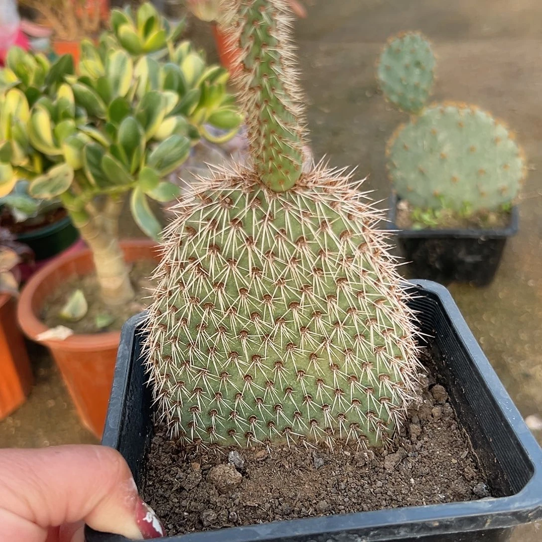 多肉植物野狐仙人掌