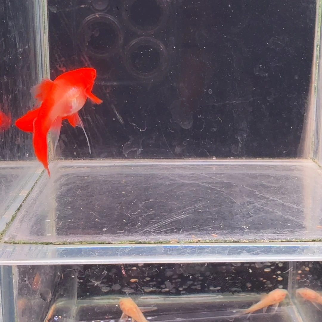 孔雀鱼鸿运当头双份水缎带1对
