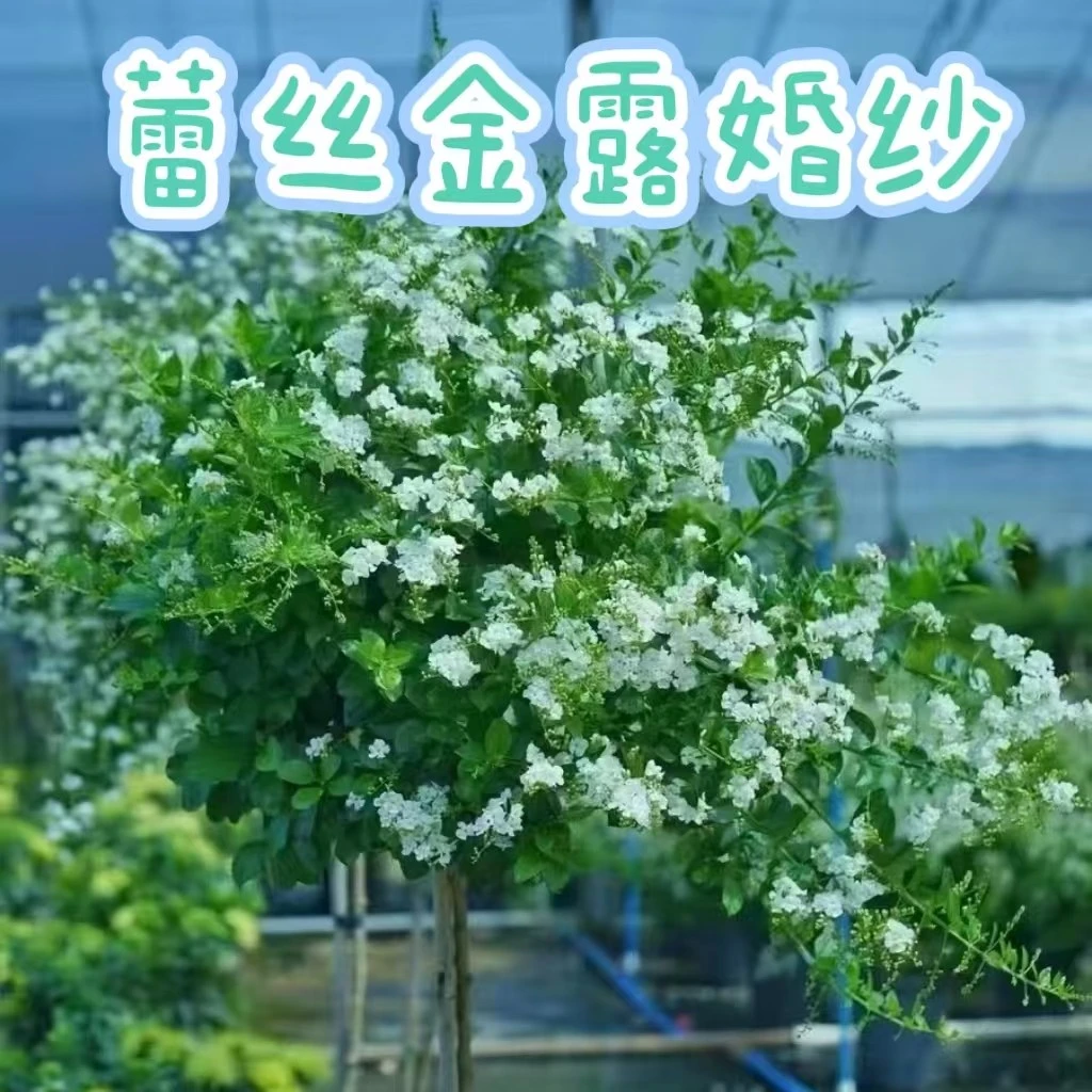 【婚纱蕾丝金露】——巧克力香味非常耐热耐晒耐高温