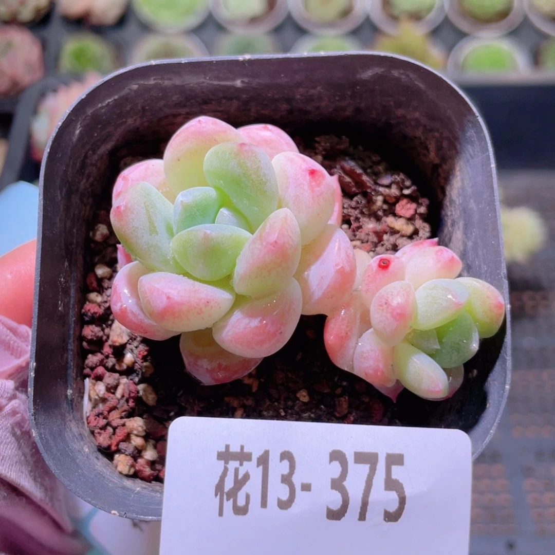 花利美13-375冰玉