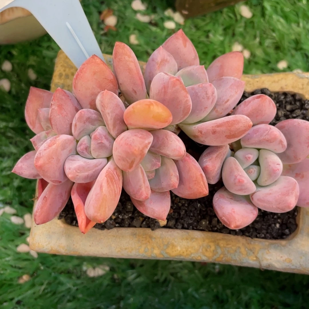 多肉植物盆栽多肉的