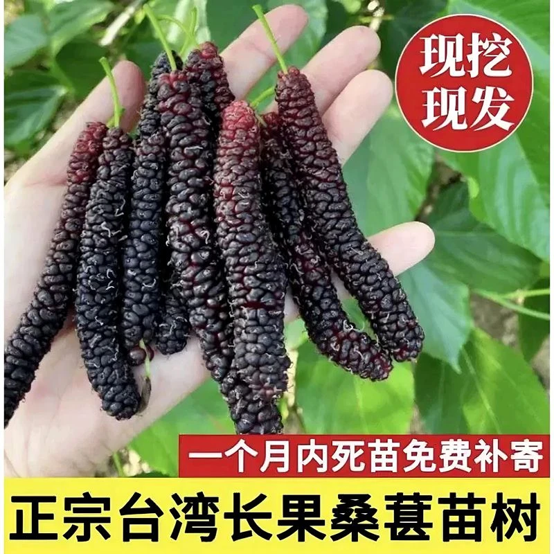 嫁接桑葚树苗特大果长果新品桑树百香果苗庭院盆栽地栽南北方种植