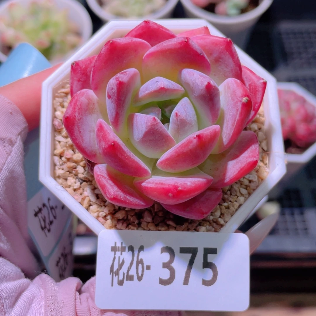 花利美26-375精选糖心