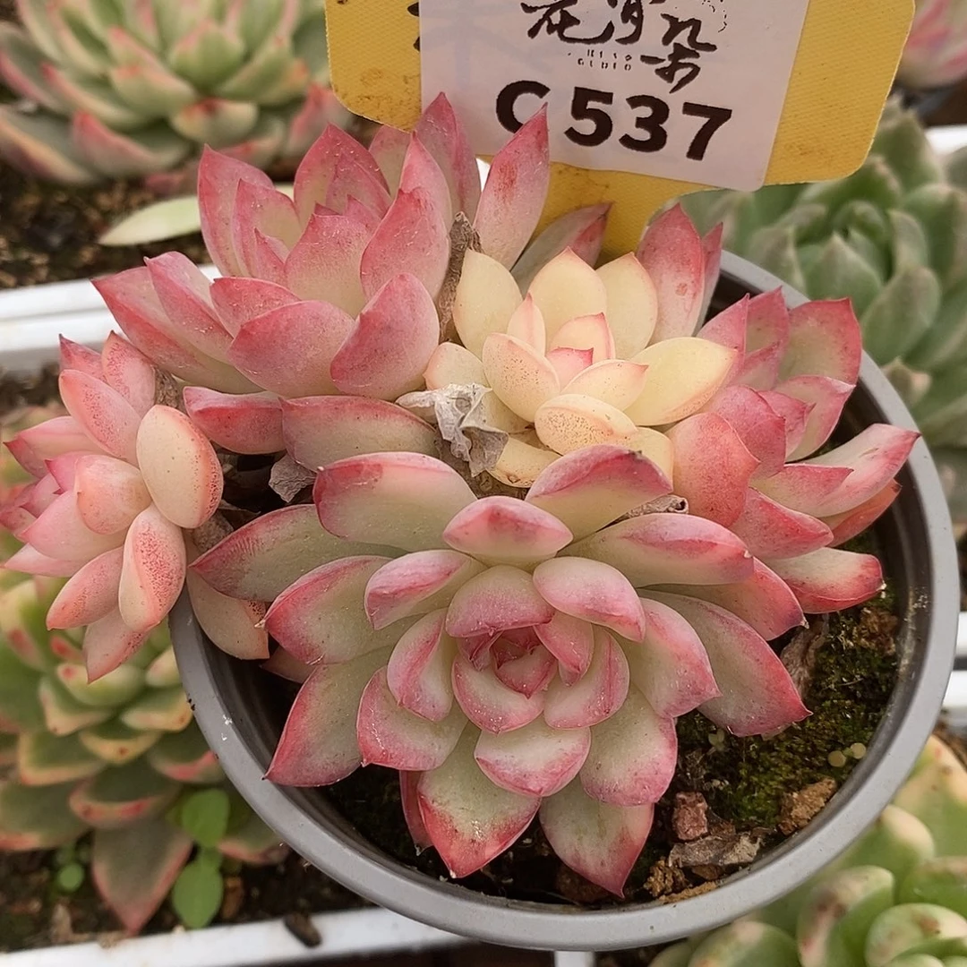 537哈哈哈哈哈哈哈哈