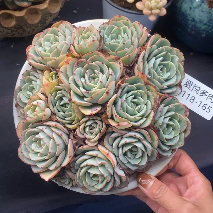 夏悦多肉0118-165奶油黄桃