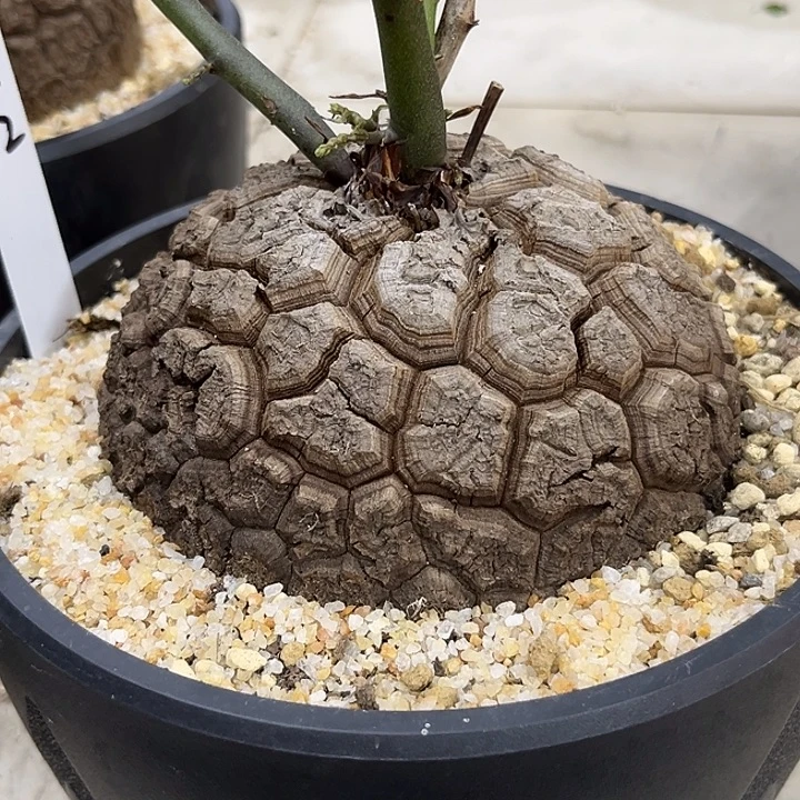 汤圆植物龟甲龙K12