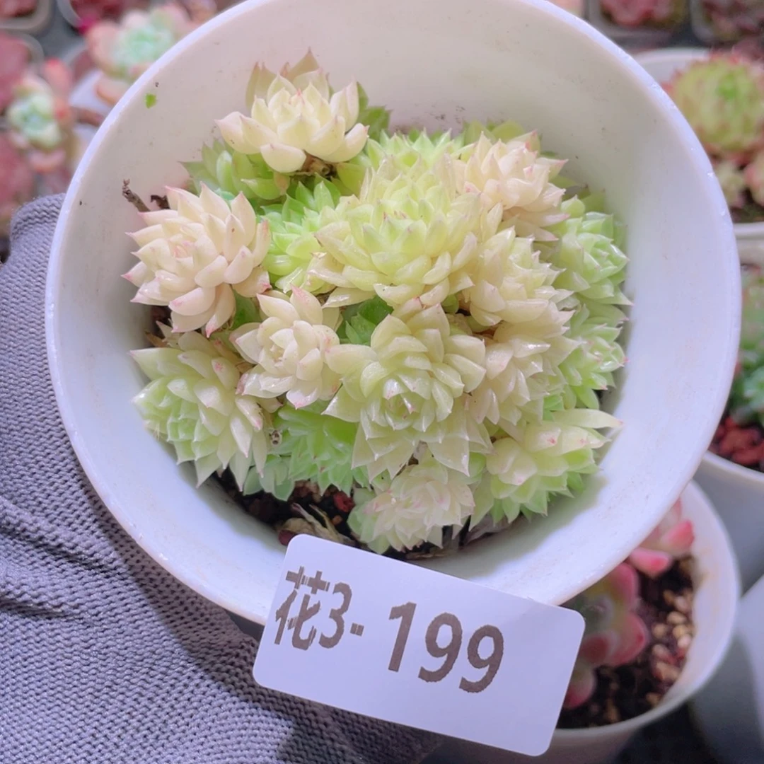 花利美 3-199麦秆群