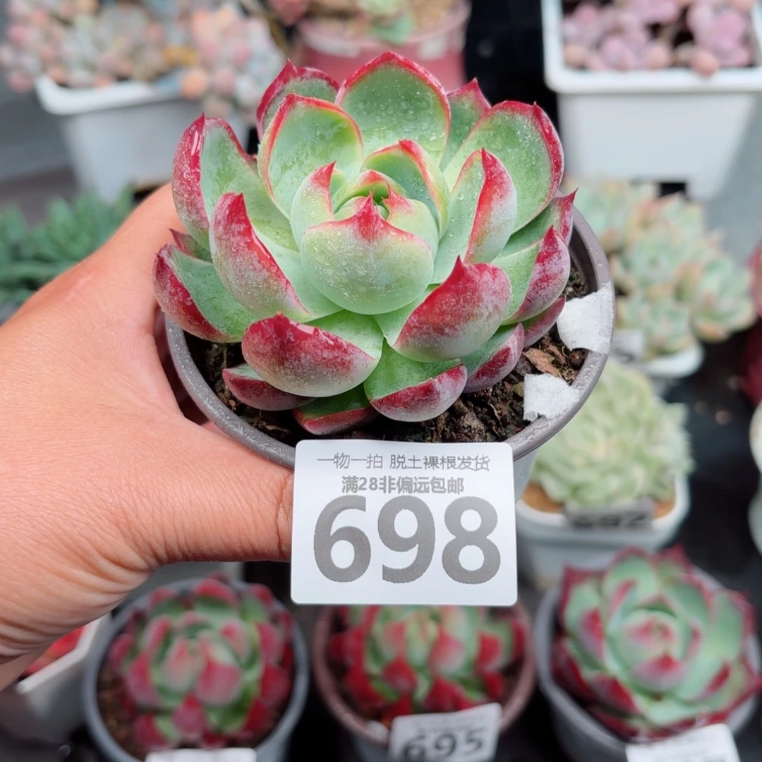 惊鸿仙子多肉多肉多