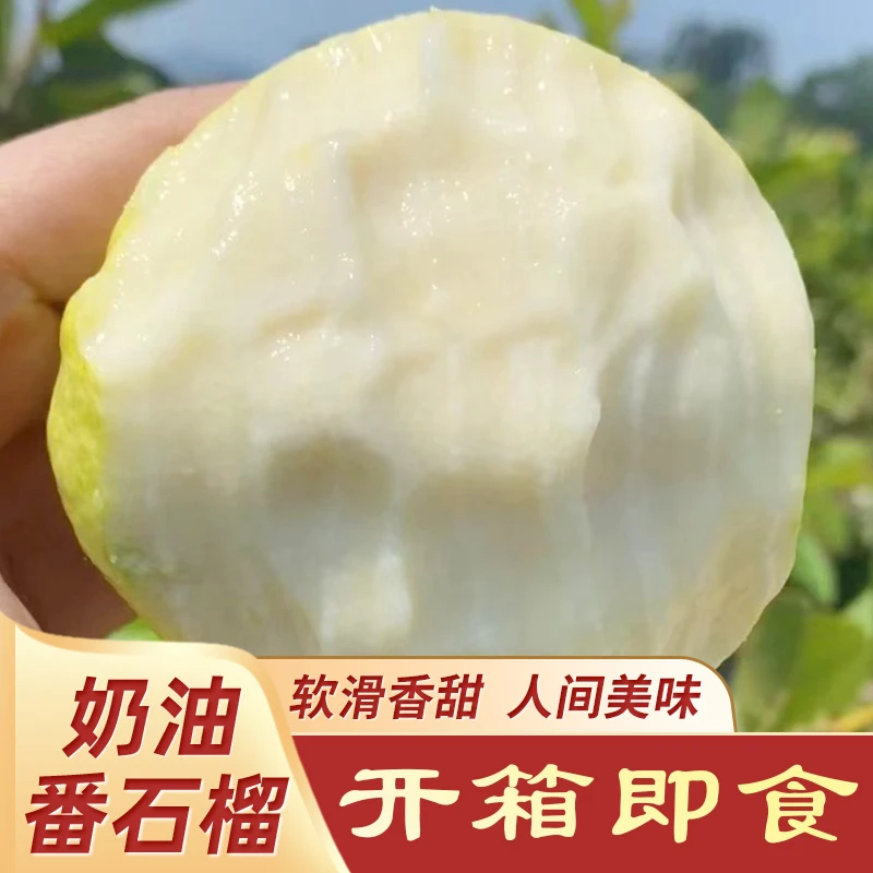 同城配送奶油芭乐软白心新鲜冰淇淋软糯香滑白心番石榴1-5斤新鲜水果