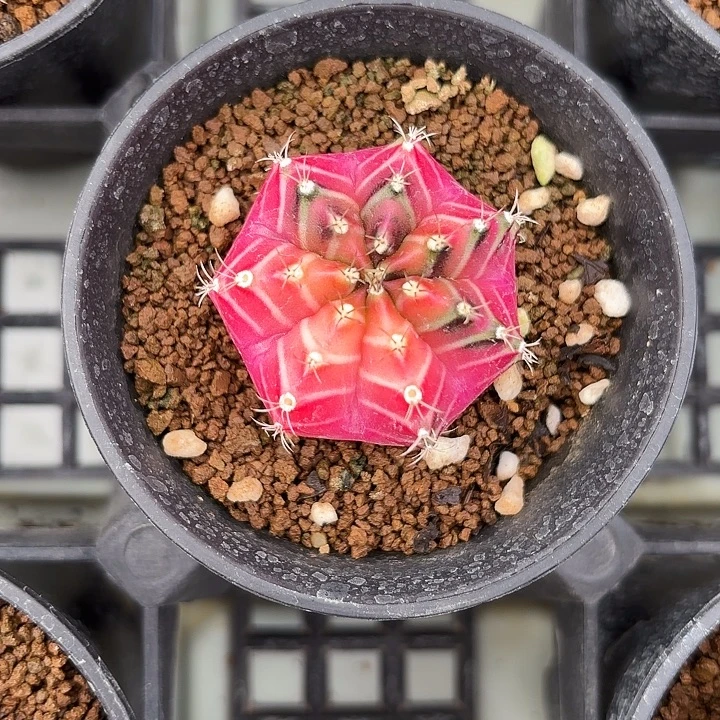 用***7101-1127广东现货多肉