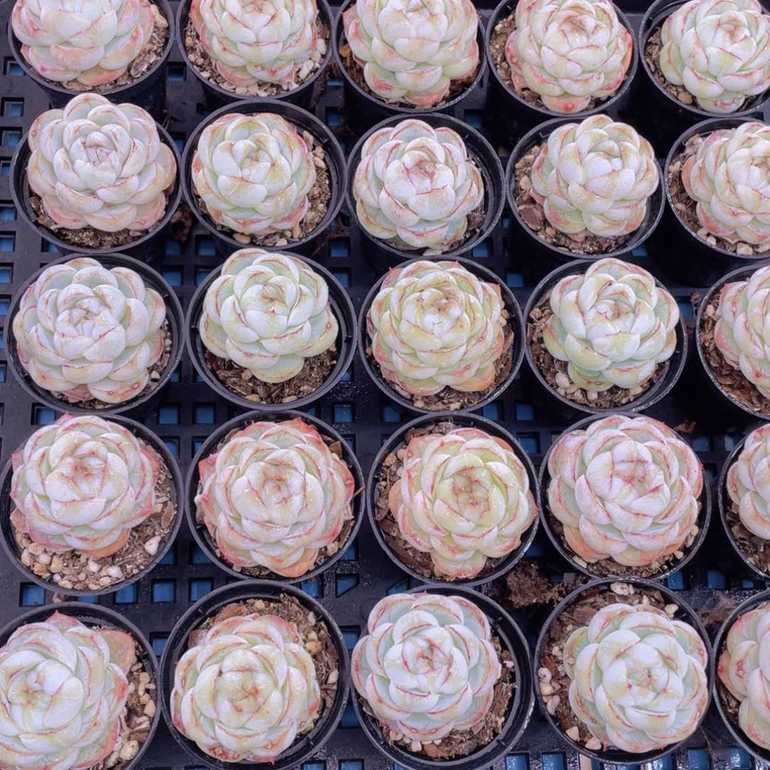 量拍46号珍妮胖虎单头一个