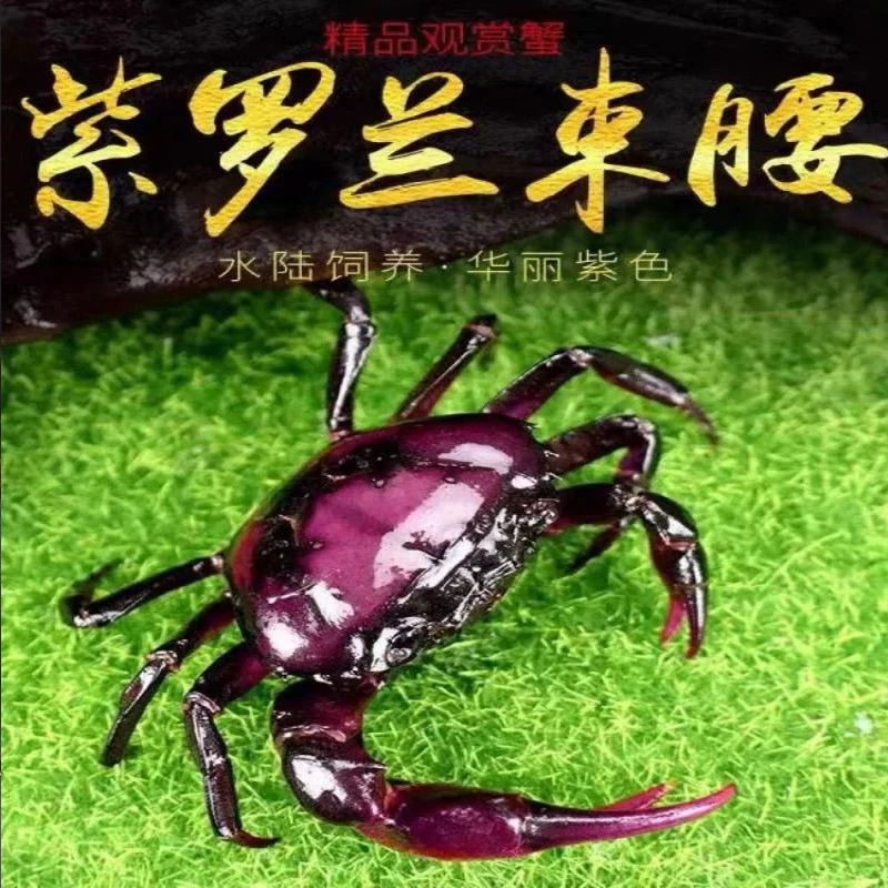 紫罗兰束腰淡水溪蟹紫蟹小型野生螃蟹陆蟹浅水发色宠物发艳观赏蟹