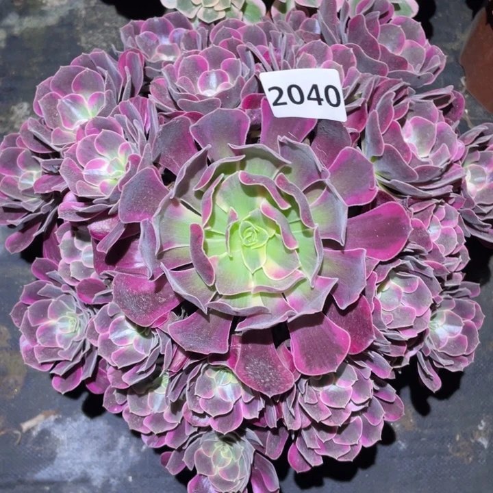 凤冠2040号多肉植物