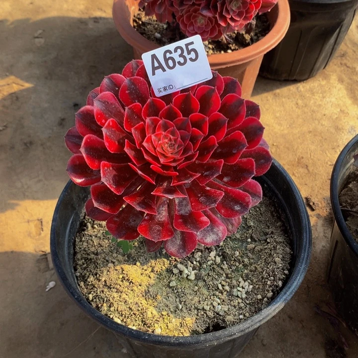 千***兔635月亮女神。