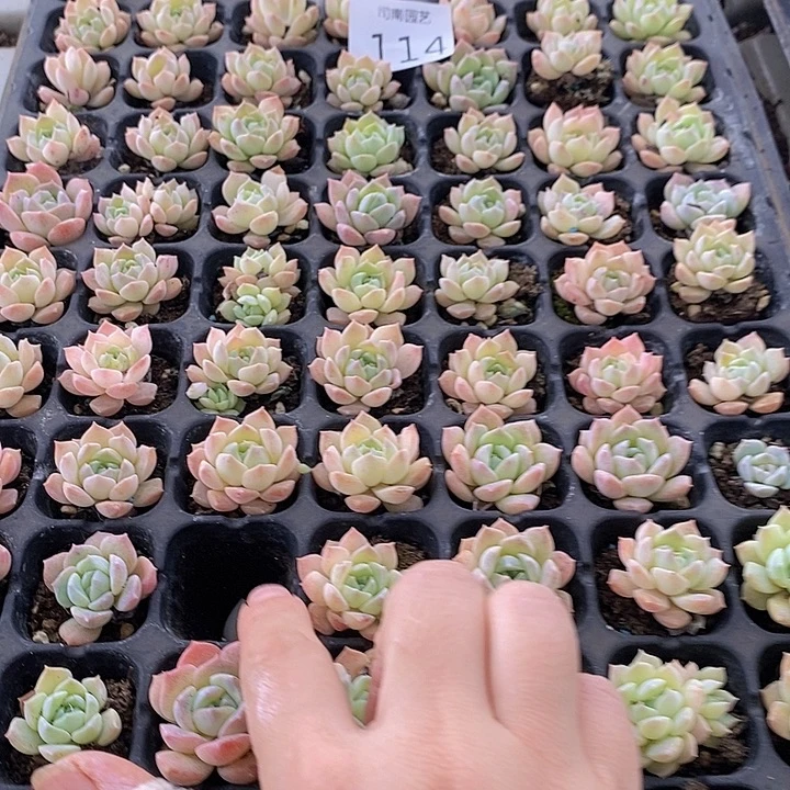 114 多肉植物盆栽花卉