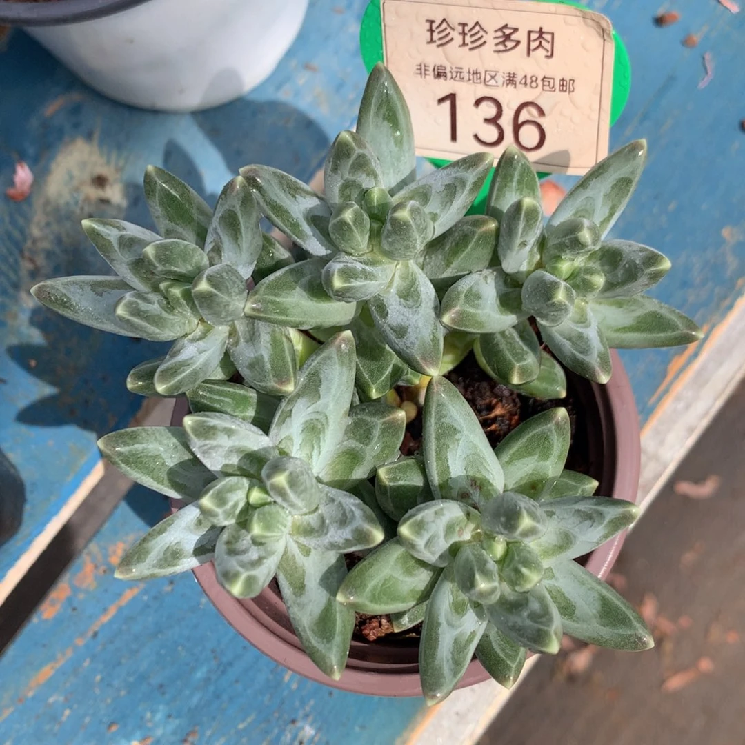 乌拉克拉无砍平头136