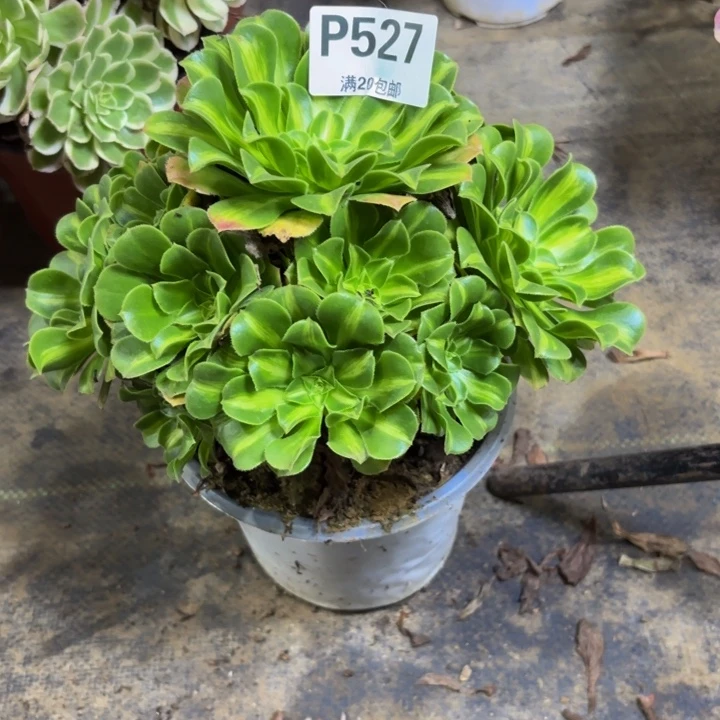 瑞妈多肉园艺527翡翠琉璃