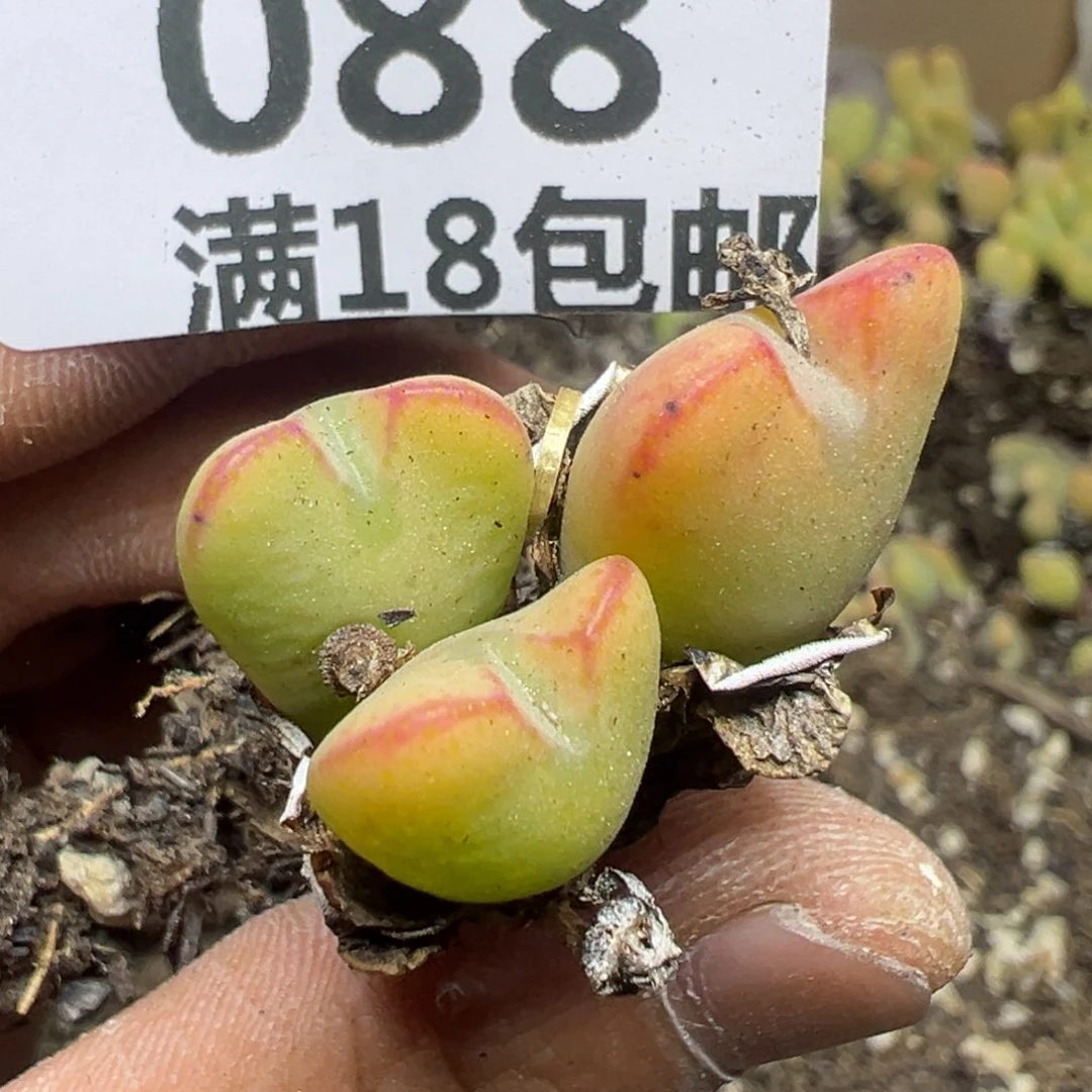 【闪购商品】 088。