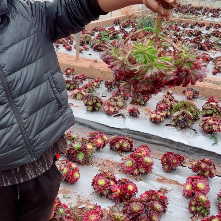 大颗赤金伦多肉法师