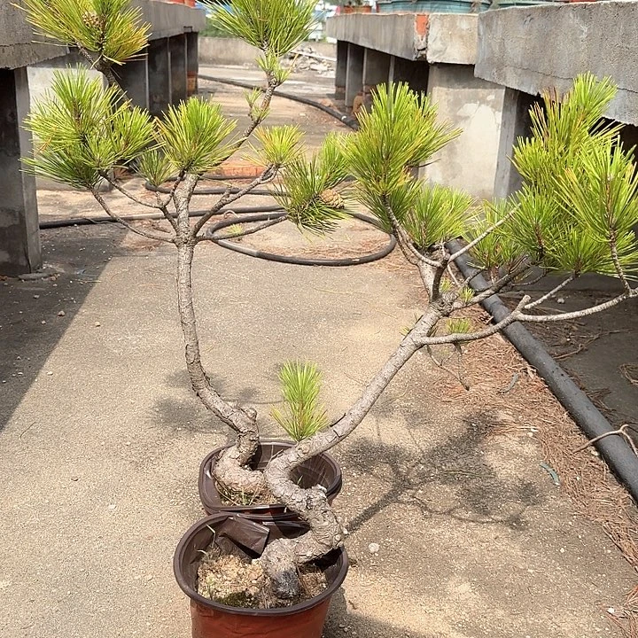 知***寻无花朵盆栽植物黑松盆景