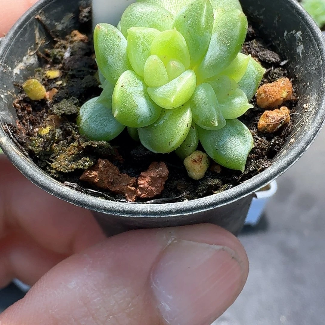 12号甜心224朵朵多肉