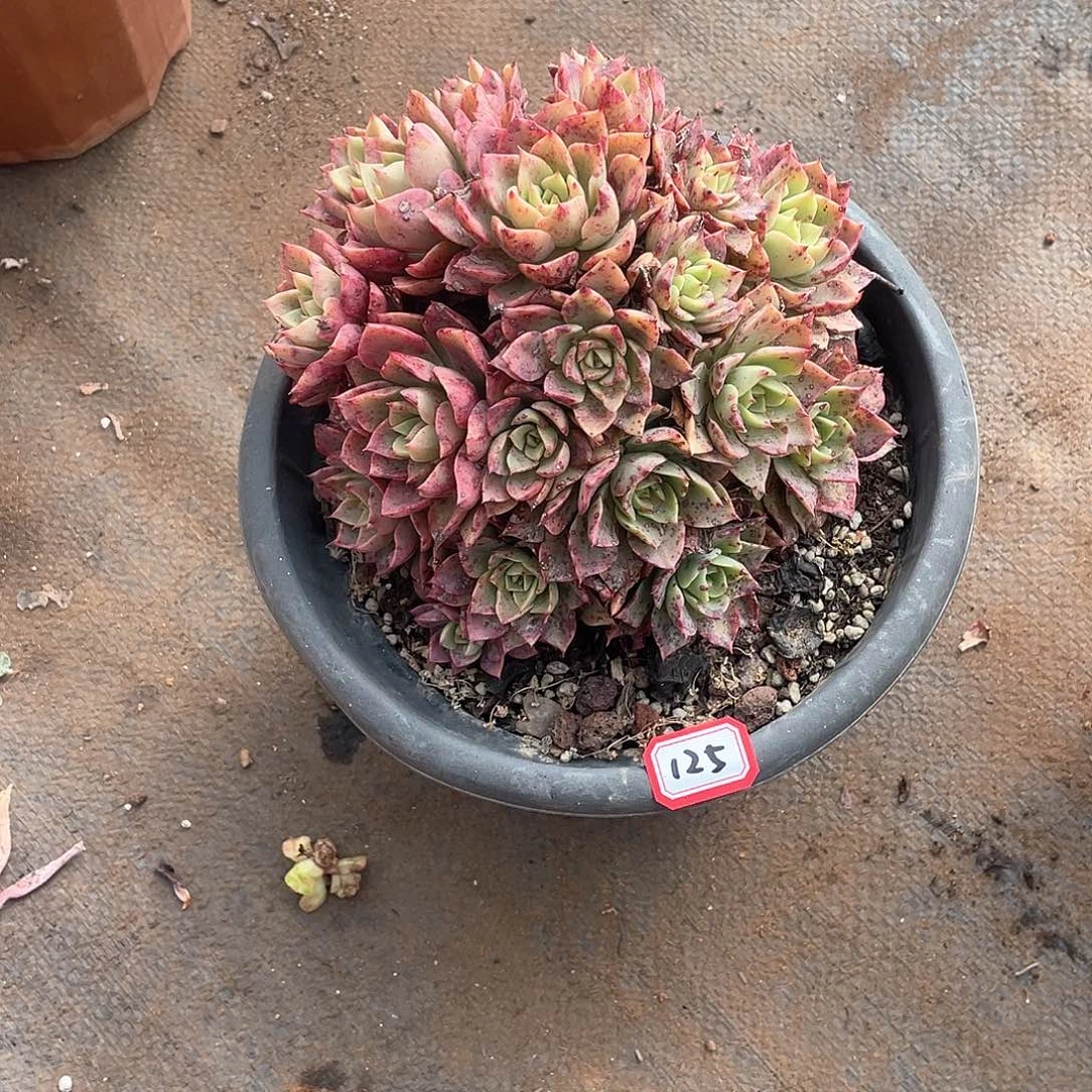 125贝拉 一物一拍多肉