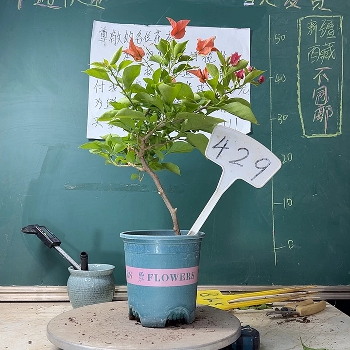当前无花栽培后可以开花佩德罗429