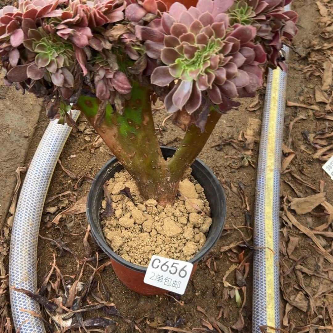 656多肉  欧紫缀 不包断头