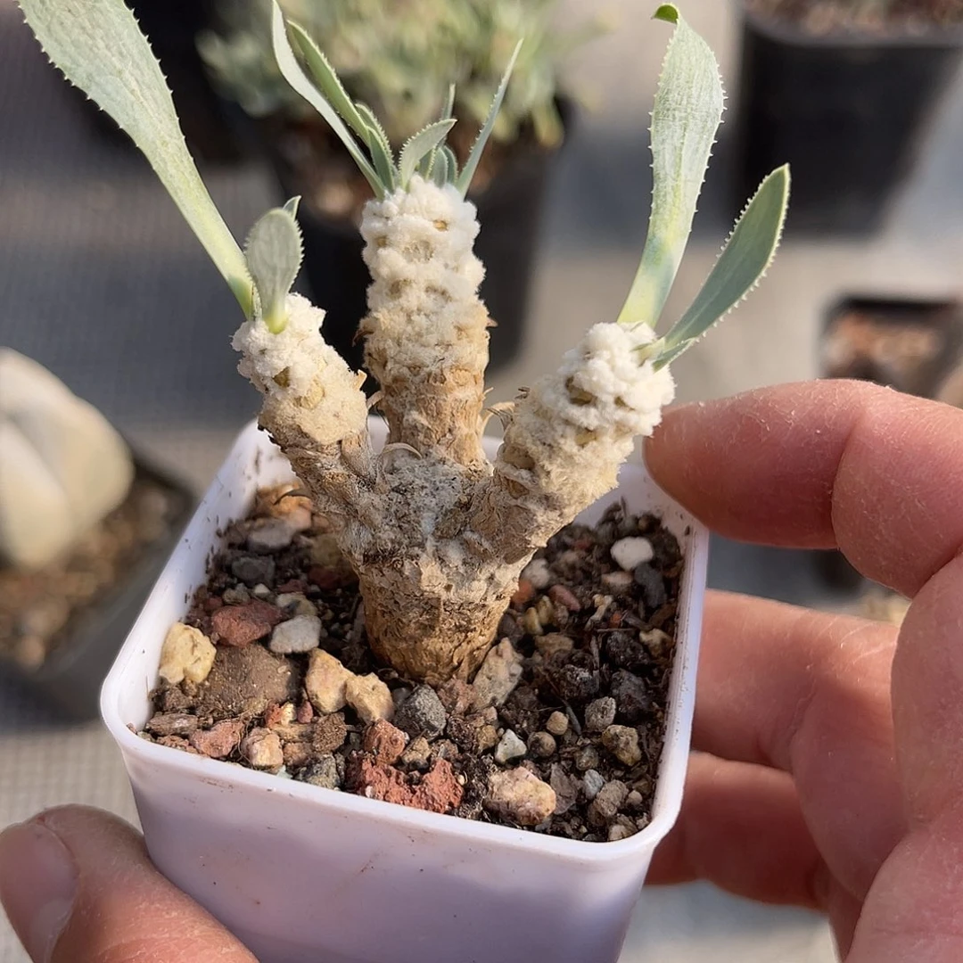 实生刨花厚敦菊一物一拍