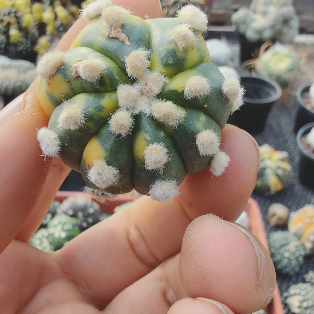 b****贝多肉植物多肉植物