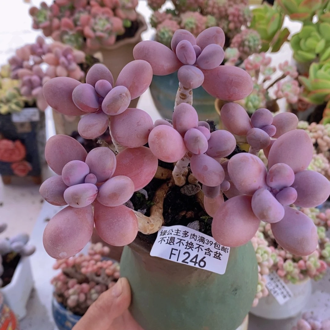 桃蛋桃蛋老桩11cm246多肉植物