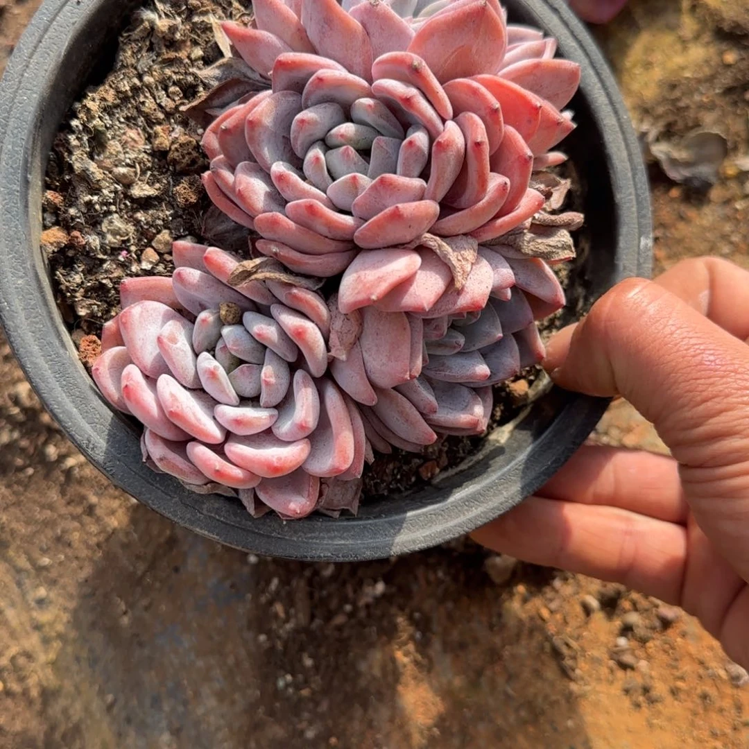 土***条不用太早去买东西吧明天去