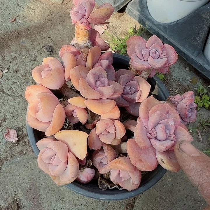 彩虹糖丸叶多肉植物