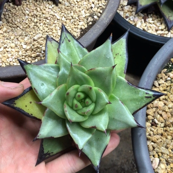 开播特惠111111111