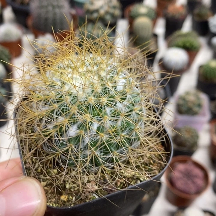 实生狂刺海泉特价