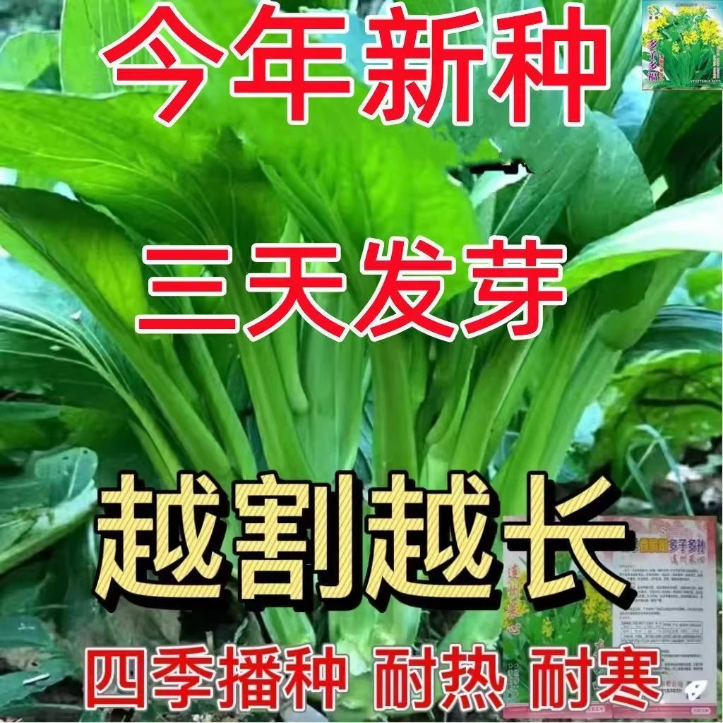 多子多福甜菜心多芽菜心种子多次菜苔十月秋冬春季播种蔬菜园种子