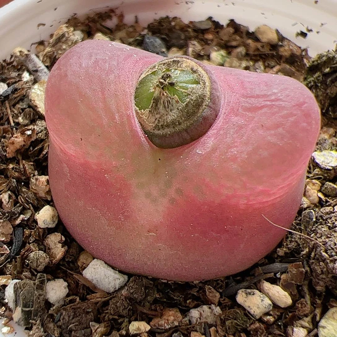 【闪购商品】284 带盆