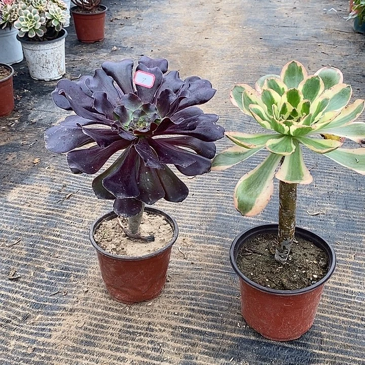 7，，2颗多肉法师多肉法师