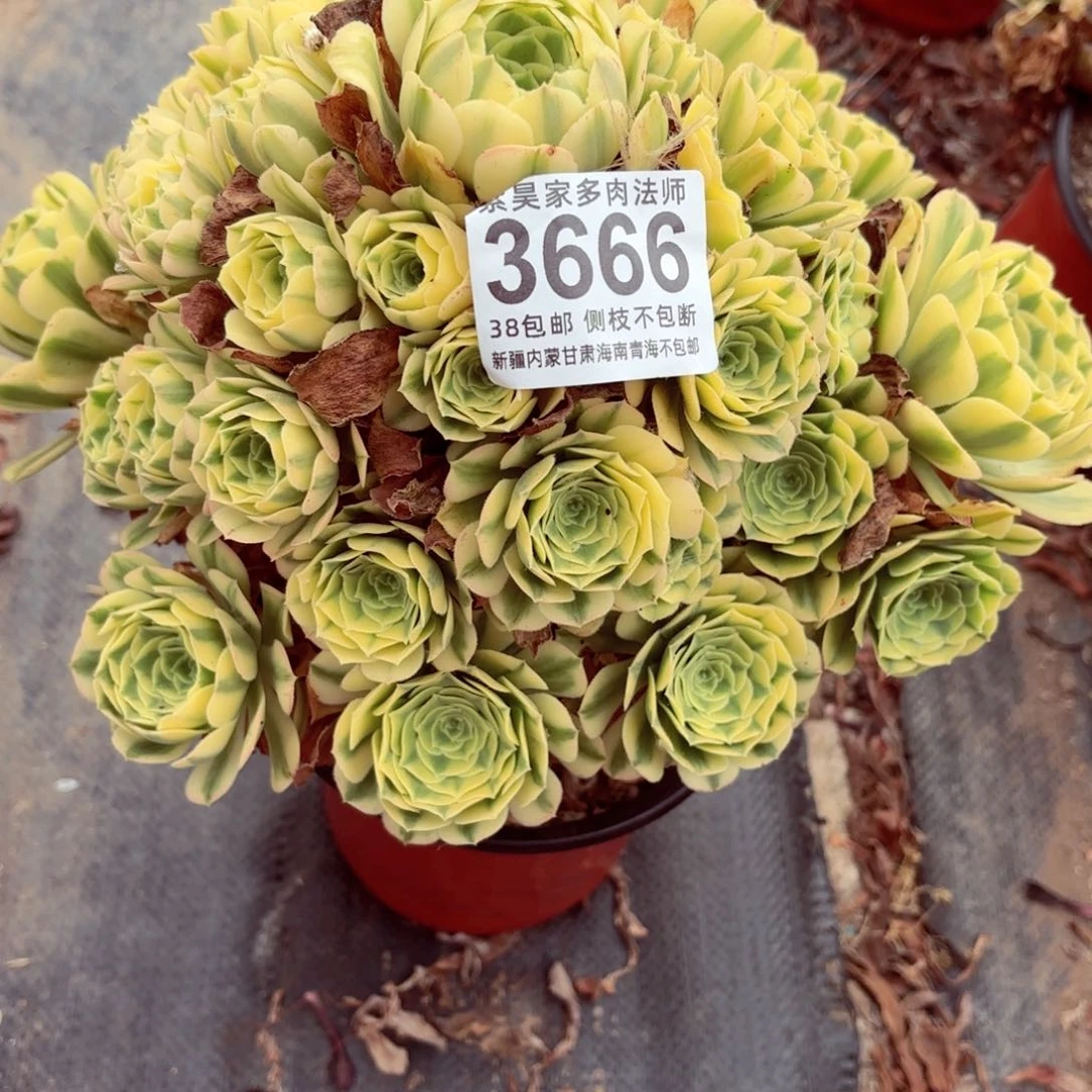 1棚法师000003666金丝