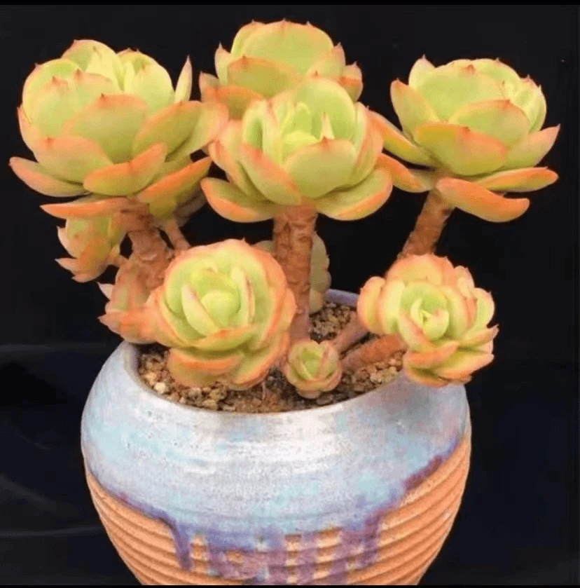 多肉植物碧桃绿植盆栽高颜值易养庭院装饰