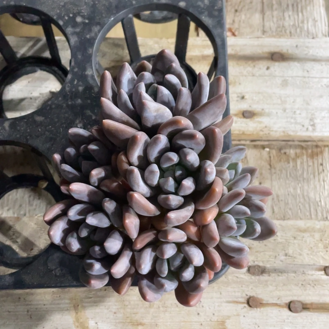 被***璐一物一拍中通快递