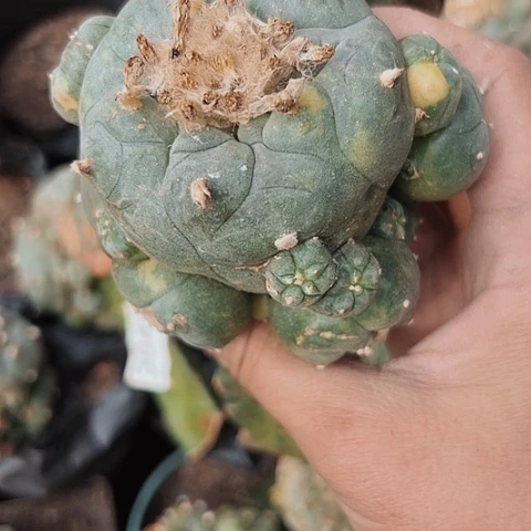 6号海鲜锦心火龙果