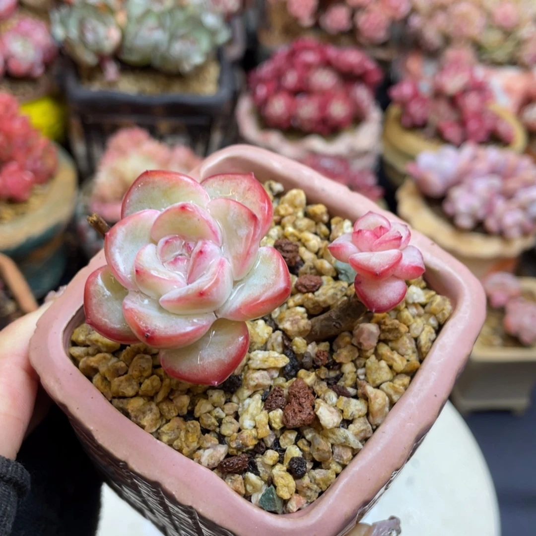 丸叶草莓泡芙老桩