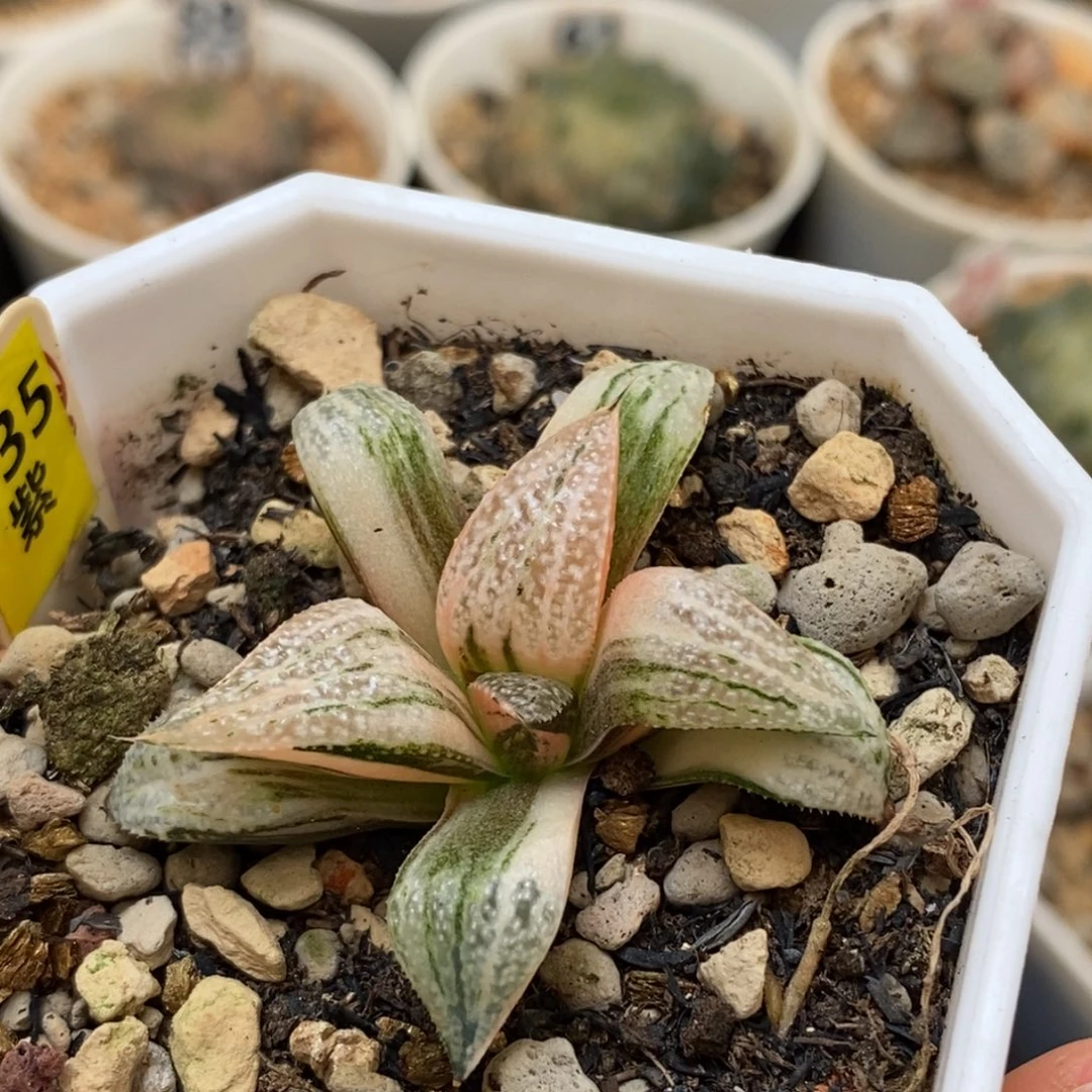 535GM452青蟹多肉植物