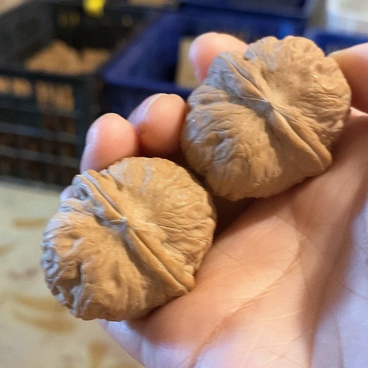 核桃手串/手链元宝