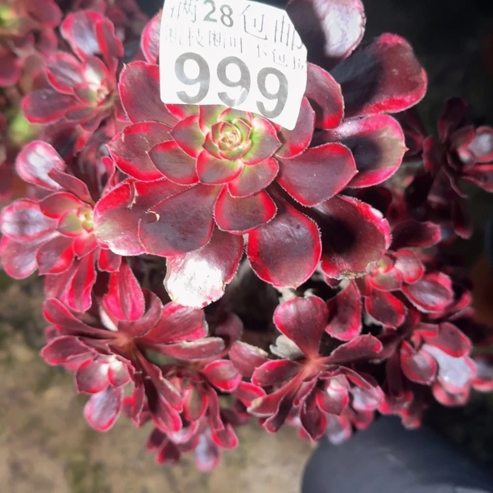 999南丽娜多肉植物