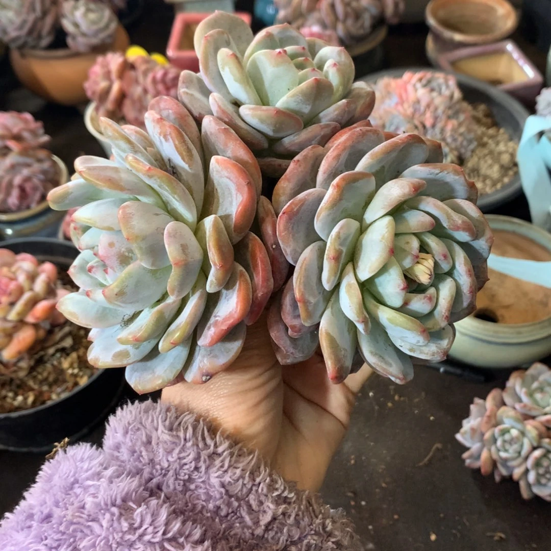 石榴籽哈哈哈哈哈哈哈哈哈