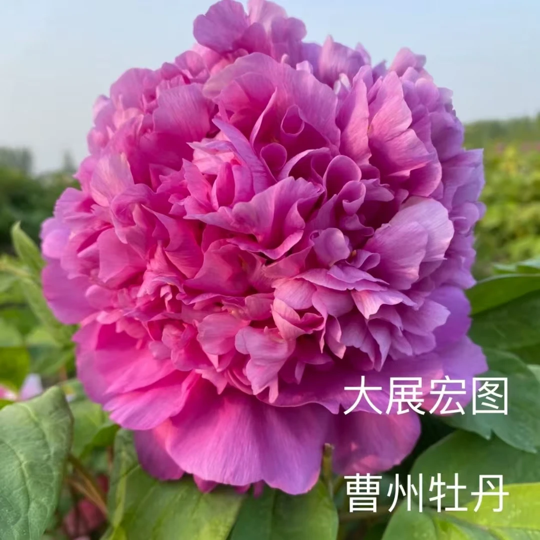 【大展宏图】牡丹观赏牡丹花苗耐寒阳台盆栽庭院种植 裸根苗